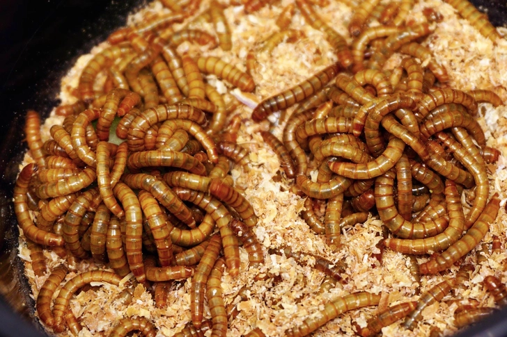 Mealworms