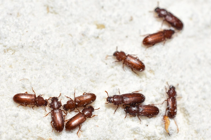 Flour Beetles