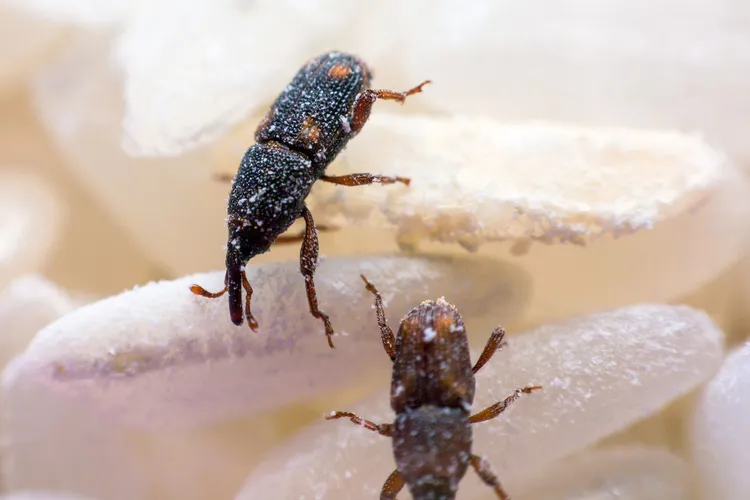 photo of rice weevils