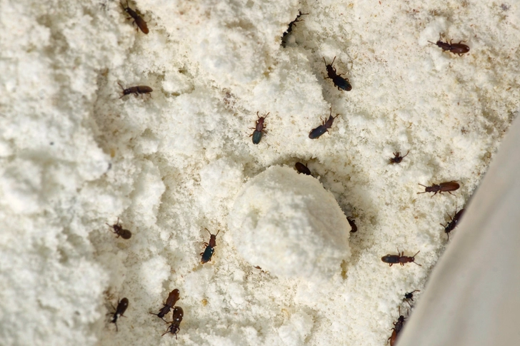 Sawtoothed Grain Beetles