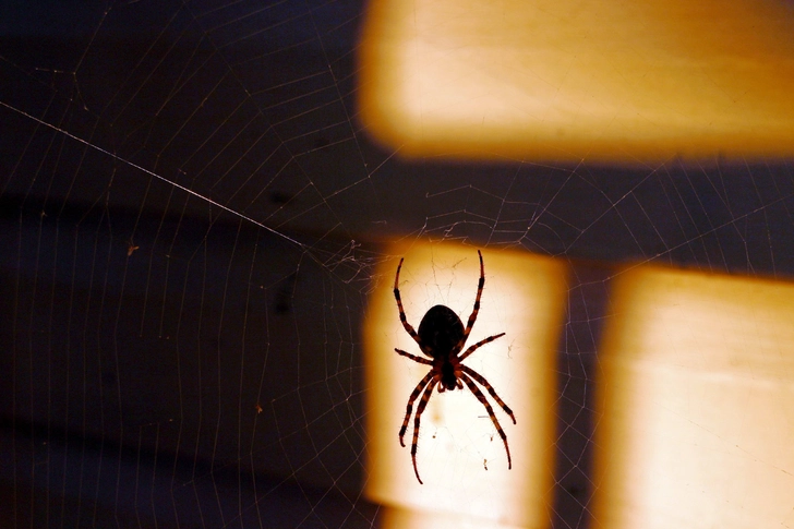 Spiders