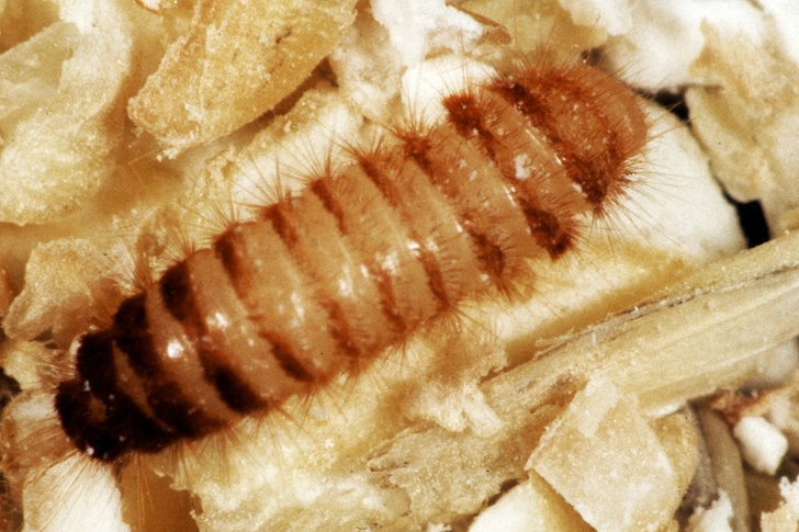 Warehouse Beetles