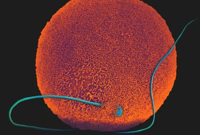 Conception: From Egg to Embryo