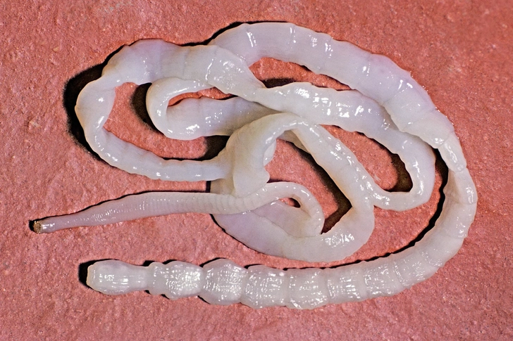 Tapeworm