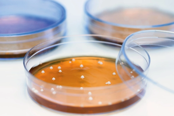 Lactobacilli bacteria