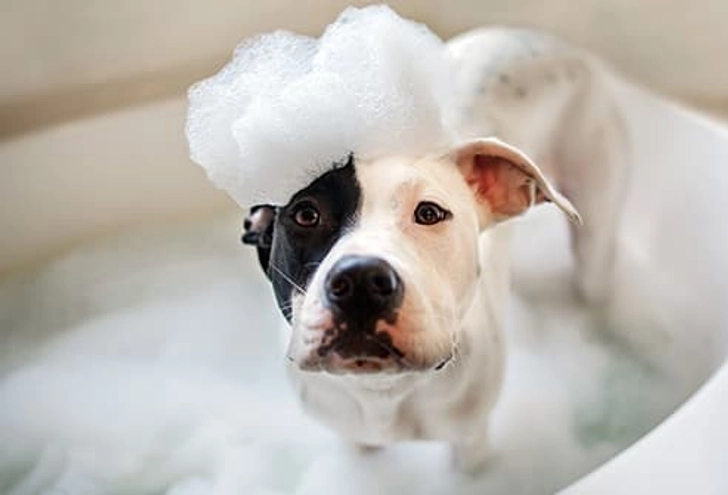 Think About Your Pet