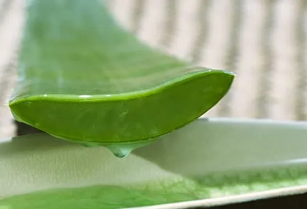 aloe vera plant