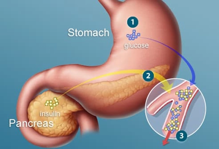 How Does Insulin Work?