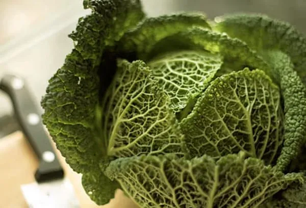 Head of green cabbage with kitchen knife