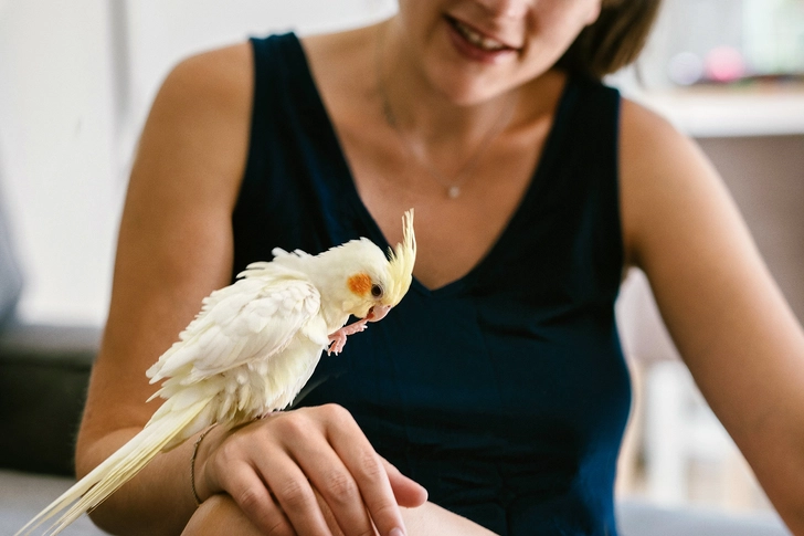 Psittacosis Psittacosis