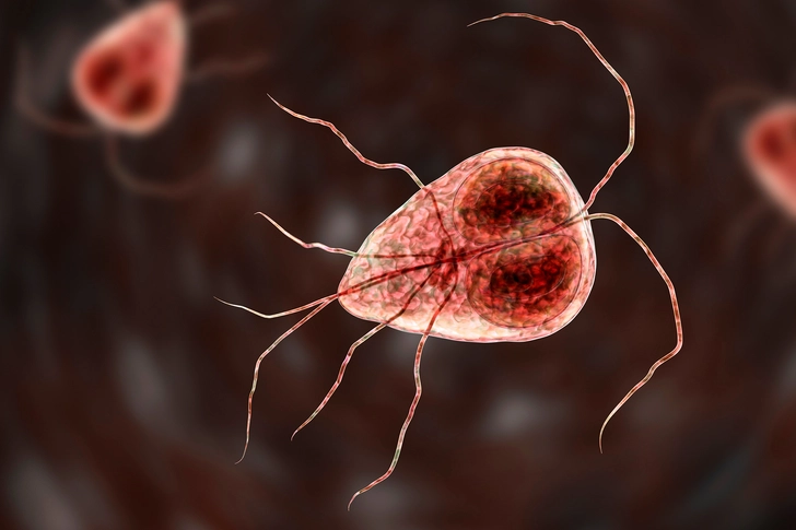 Giardia Giardia