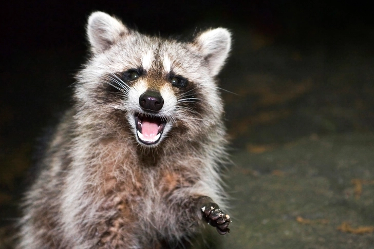 Rabies