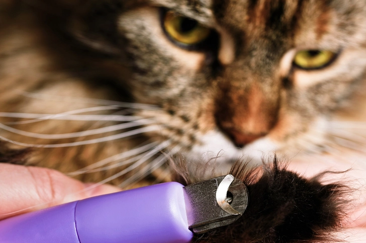 Cat Scratch Disease (CSD) Cat Scratch Disease (CSD)