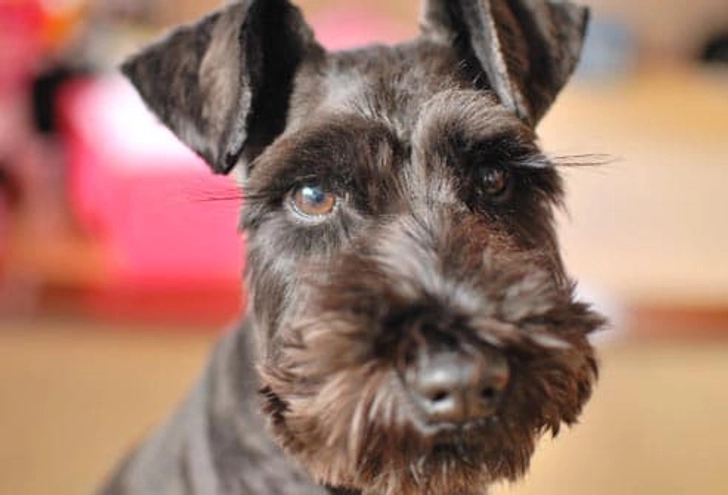 Miniature Schnauzer: Diabetes Miniature Schnauzer: Diabetes
