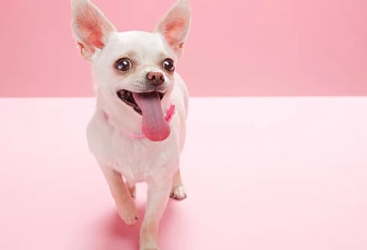 Chihuahua: Collapsing Trachea Chihuahua: Collapsing Trachea