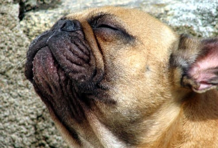 French Bulldog: Breathing Problems French Bulldog: Breathing Problems