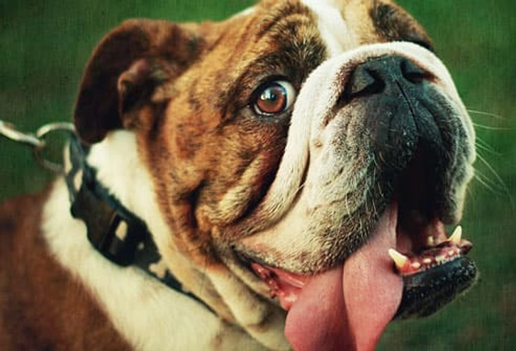 Bulldog: Respiratory Problems Bulldog: Respiratory Problems