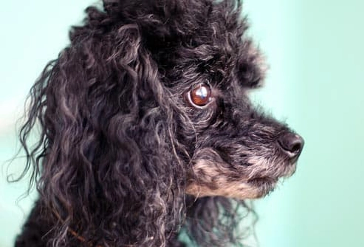 Poodle: Glaucoma Poodle: Glaucoma