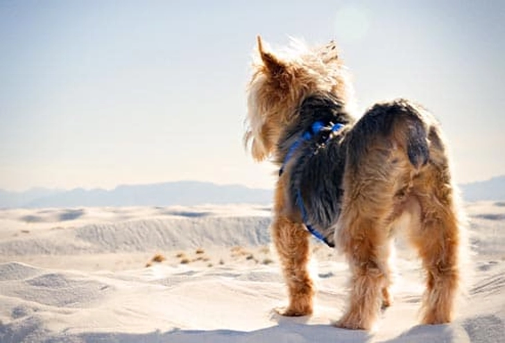 Yorkshire Terrier: Portosystemic Shunt Yorkshire Terrier: Portosystemic Shunt
