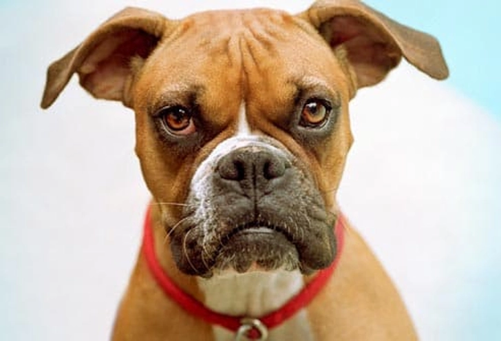 Boxer: Cancer Boxer: Cancer