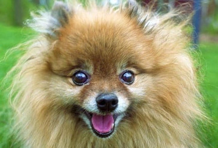 Pomeranian: Hair Loss Pomeranian: Hair Loss