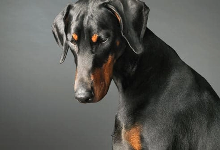 Doberman Pinscher: Heart Condition Doberman Pinscher: Heart Condition