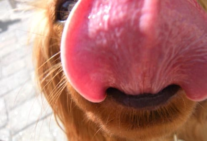 Golden Retriever: Skin Allergies Golden Retriever: Skin Allergies