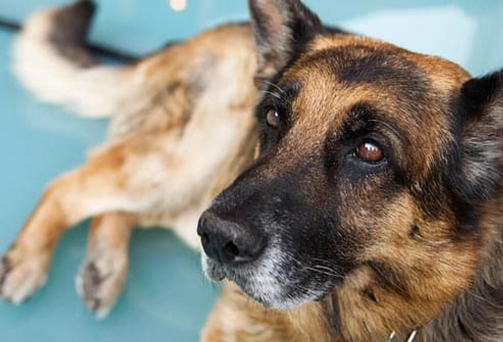 German Shepherd: Hip Dysplasia German Shepherd: Hip Dysplasia