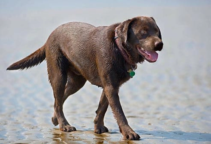 Labrador Retriever: Obesity Labrador Retriever: Obesity