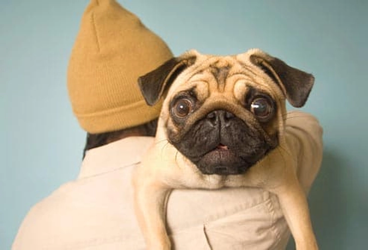 Pug: Eye Problems Pug: Eye Problems