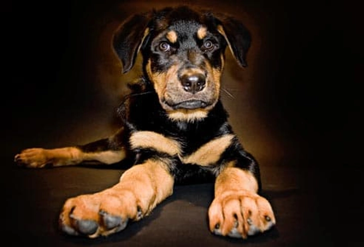 Rottweiler: Joint Problems Rottweiler: Joint Problems