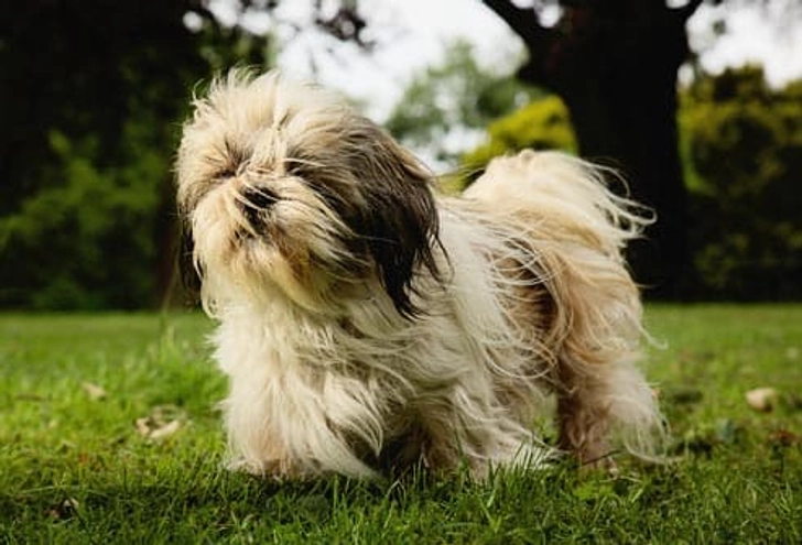 Shih Tzu: Wobbly Kneecaps Shih Tzu: Wobbly Kneecaps