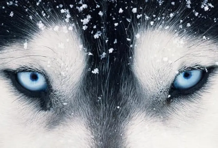 Siberian Husky: Autoimmune Disorders Siberian Husky: Autoimmune Disorders