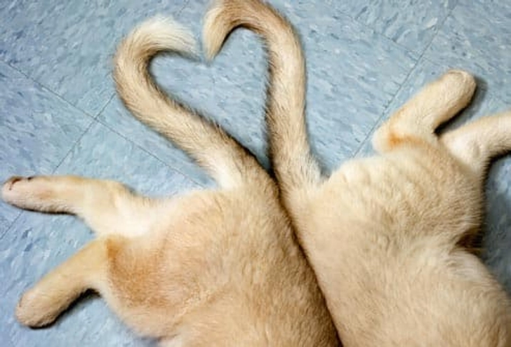 How to Pick a Healthy Purebred Pup How to Pick a Healthy Purebred Pup