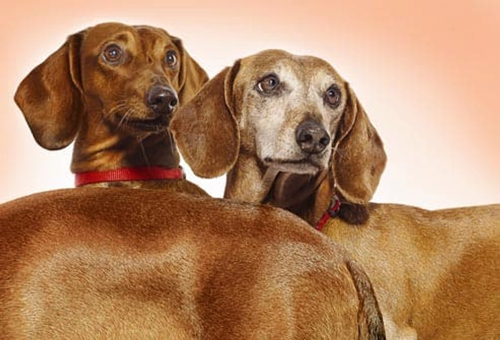 Dachshund: Back Problems Dachshund: Back Problems
