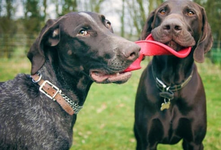 German Shorthaired Pointer: Aortic Stenosis German Shorthaired Pointer: Aortic Stenosis