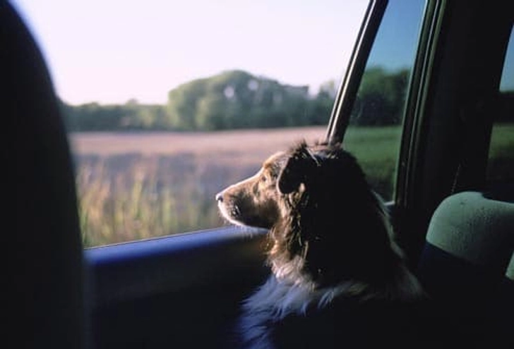 Shetland Sheepdog: Collie Eye Shetland Sheepdog: Collie Eye