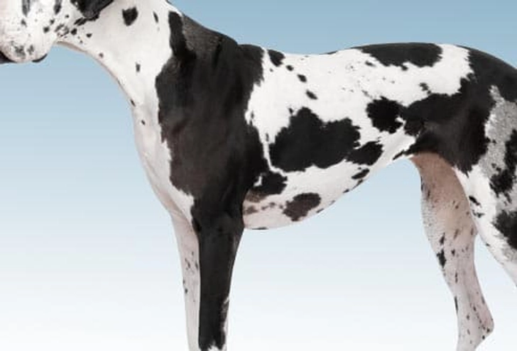 Great Dane: Bloat Great Dane: Bloat