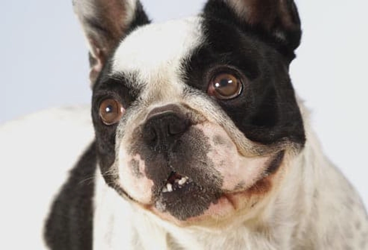 Boston Terrier: Cherry Eye Boston Terrier: Cherry Eye