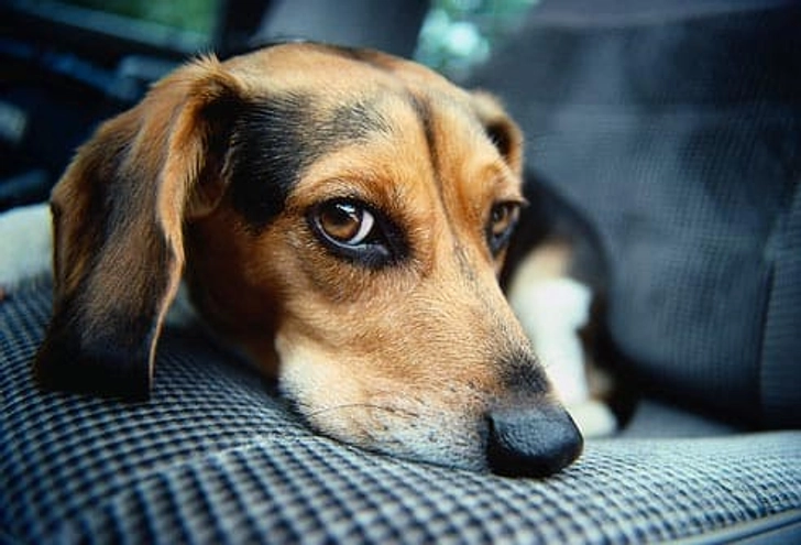 Beagle: Epilepsy Beagle: Epilepsy