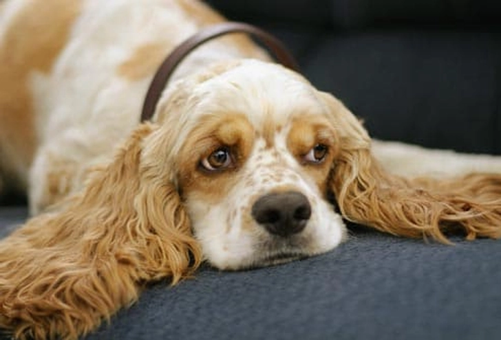 Cocker Spaniel: Ear Infections Cocker Spaniel: Ear Infections