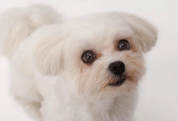 Maltese: Little White Shaker Syndrome Maltese: Little White Shaker Syndrome