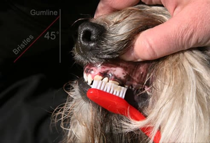 Step Six: Try the Toothbrush Step Six: Try the Toothbrush