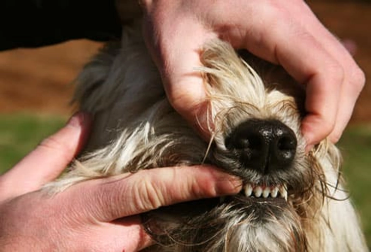 Step Four: Get Their Gums Ready Step Four: Get Their Gums Ready