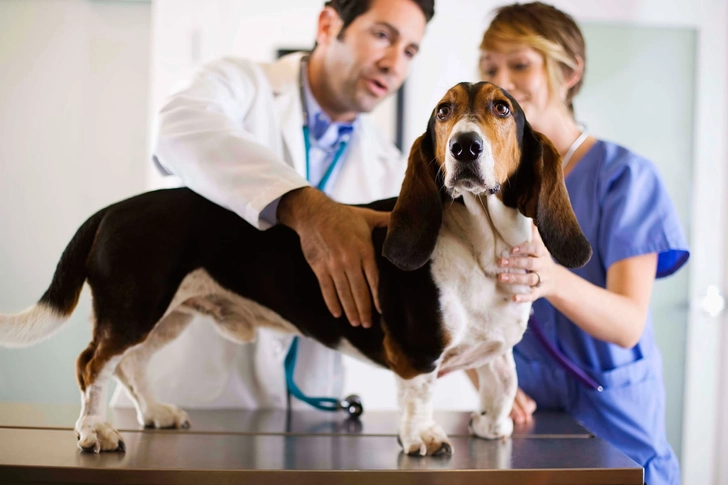 You May Need a Vet's Help