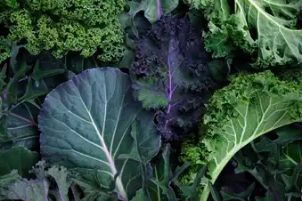 Hypertrophic Obstructive Cardiomyopathy Foods