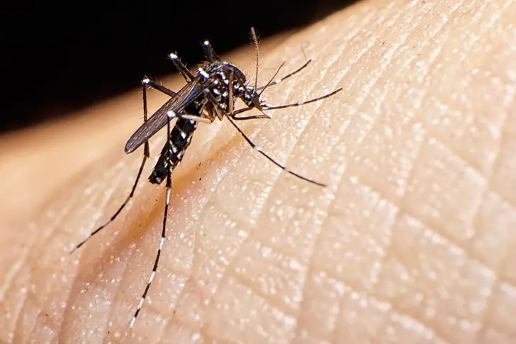 Mosquito Repellent