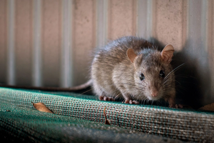 Run Off Rodents