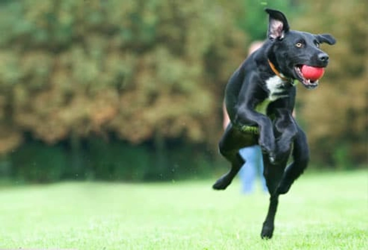 Fetch