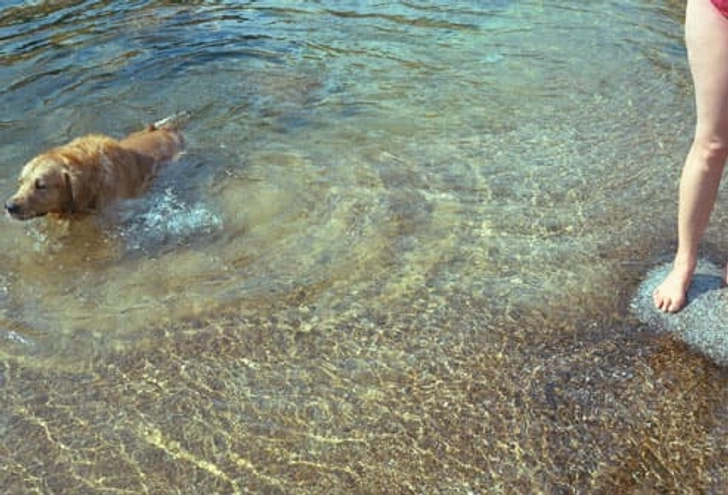 Gentle Exercises for Older Dogs